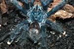 avicularia metallica   metallic pinktoe tarantula  