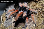 brachypelma boehmei   mexican fire leg tarantula  