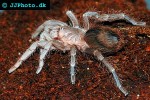brachypelma fossorium   costa rican rust brown tarantula  