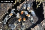 brachypelma hamorii   mexican red knee tarantula  