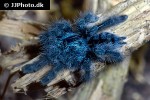 caribena versicolor   antilles pinktoe tarantula  