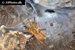 chilobrachys guangxiensis   chinese faun tarantula  