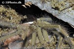 cyriopagopus schioedtei   malaysian earthtiger tarantula  