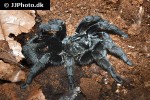grammostola pulchra   brazilian black tarantula  