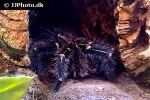 grammostola pulchripes   chaco golden knee tarantula  