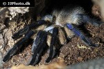 monocentropus balfouri   socotra island blue baboon tarantula  
