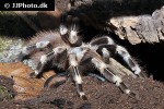 nhandu chromatus   brazilian red and white tarantula  