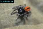 phileus chrysops   jump spider  