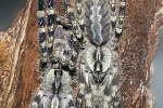 poecilotheria regalis   indian ornate rainforest tarantula  