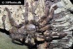 poecilotheria vittata   pedersen s ghost ornamental tarantula  