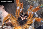 pterinochilus murinus   usambara baboon tarantula  