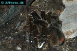 theraphosa blondi   goliath tarantula  