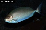 siganus fuscescens siganus fuscescens