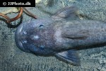 euchilichthys royauxi euchilichthys royauxi