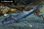 euchilichthys royauxi euchilichthys royauxi