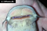 euchilichthys royauxi euchilichthys royauxi
