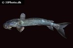 euchilichthys royauxi euchilichthys royauxi