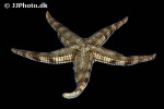 archaster typicus   sand siftingsea star  