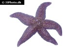 asterias rubens   common starfish  