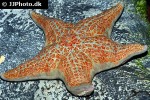 dermasterias imbricata   leather starfish  