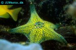 dermasterias spp   leather starfish  