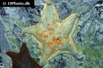 hippasteria phrygiana   cushion star  