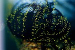 lamprometra palmata   black yellow feather starfish  