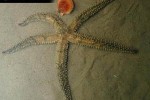 marthasterias glacialis   spiny starfish  