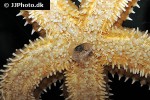 marthasterias glacialis   spiny starfish  