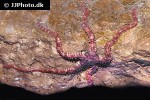 ophiothrix fragilis   common brittlestar  