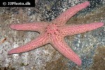 pisaster brevispinus   pink sea star  