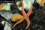 stichastrella rosea   scaly starfish  