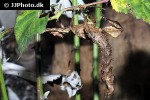 extatosoma tiaratum   spiny leafinsect  