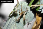 extatosoma tiaratum   spiny leafinsect  