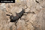 peruphasma schultei   black beauty stick insect  