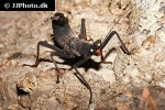 peruphasma schultei   black beauty stick insect  