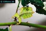 phyllium bioculatum   gray s leaf insect  