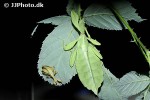 phyllium bioculatum   gray s leaf insect  
