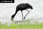 anastomus lamelligerus   african openbill  