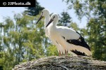 ciconia ciconia   white stork  