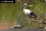 ciconia ciconia   white stork  