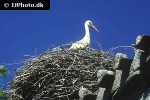 ciconia ciconia   white stork  