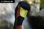 ephippiorhynchus senegalensis   saddle billed stork  