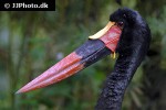 ephippiorhynchus senegalensis   saddle billed stork  