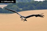 leptoptilos crumeniferus   marabou stork  