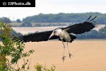 leptoptilos crumeniferus   marabou stork  