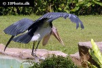 leptoptilos crumeniferus   marabou stork  