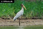 mycteria americana   wood stork  