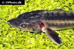 huso gueldenstaedtii huso gueldenstaedtii