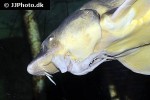 huso gueldenstaedtii huso gueldenstaedtii